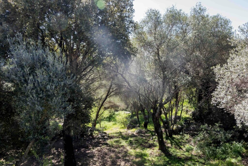 location villa maquis porto vecchio corse